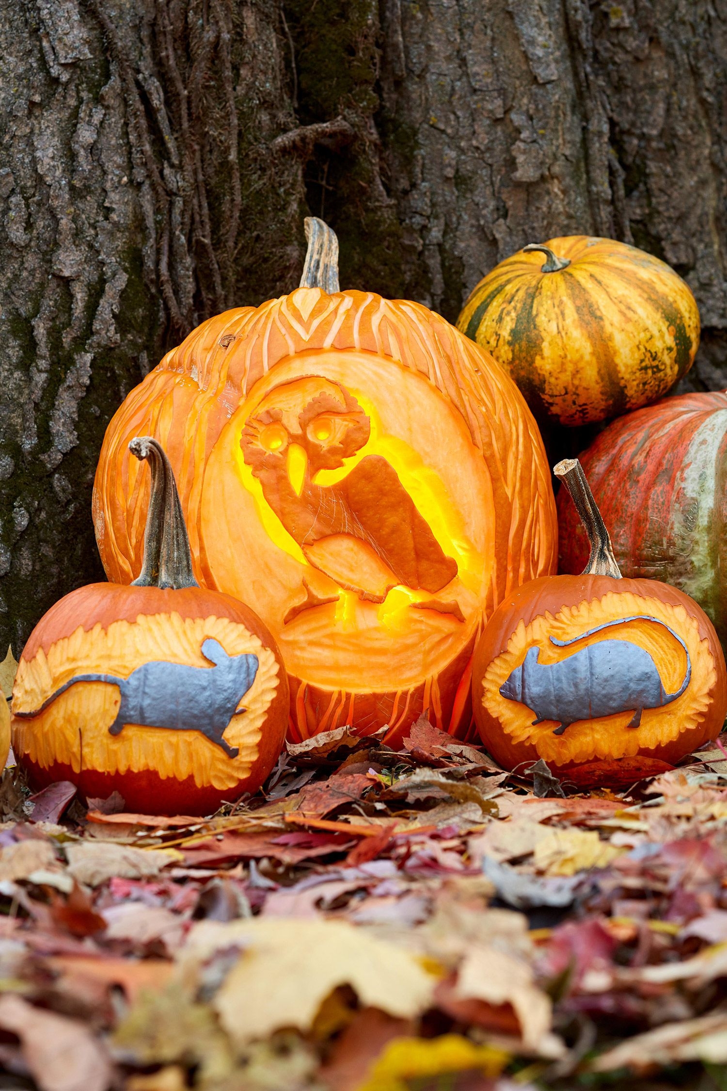 13 Thanksgiving Pumpkin Carving Templates To Usher In The Season 13 Thanksgiving Pumpkin Carving Templates To Usher In The Season