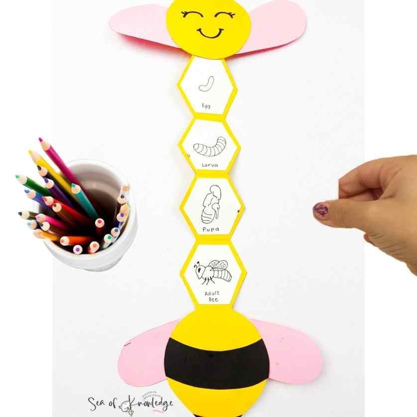 Bee Life Cycle Craft Free Template Bee Life Cycle Craft Free Template